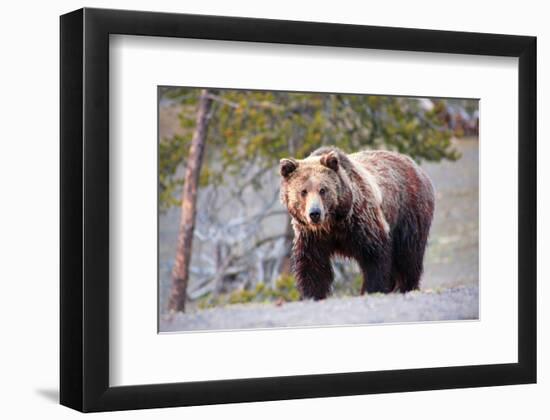 Grizzly Bear Yellowstone Park-null-Framed Art Print