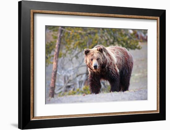 Grizzly Bear Yellowstone Park-null-Framed Art Print