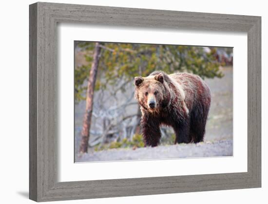 Grizzly Bear Yellowstone Park-null-Framed Art Print