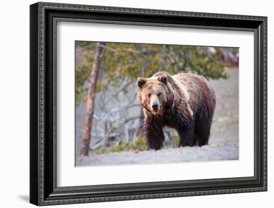 Grizzly Bear Yellowstone Park-null-Framed Art Print