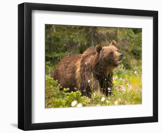 Grizzly Bear-Jason Savage-Framed Art Print