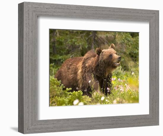 Grizzly Bear-Jason Savage-Framed Art Print