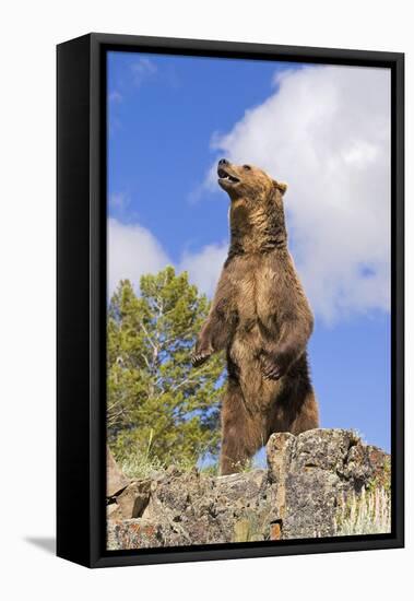 Grizzly Bear-null-Framed Premier Image Canvas