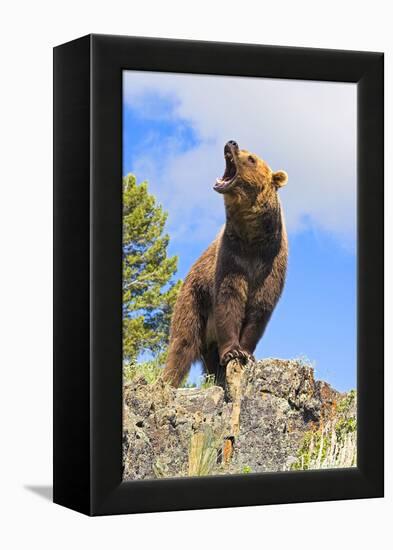 Grizzly Bear-null-Framed Premier Image Canvas