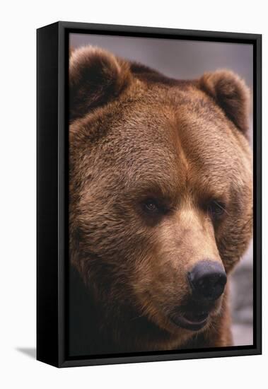 Grizzly Bear-DLILLC-Framed Premier Image Canvas