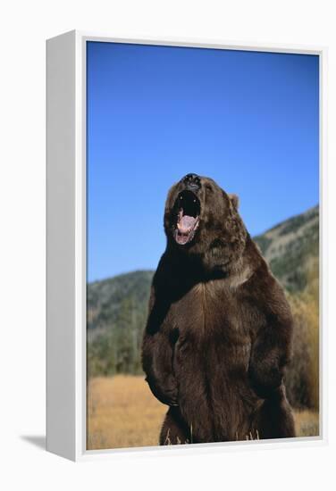 Grizzly Bear-DLILLC-Framed Premier Image Canvas