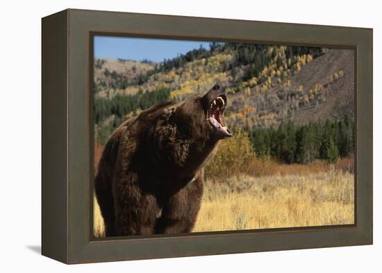 Grizzly Bear-DLILLC-Framed Premier Image Canvas