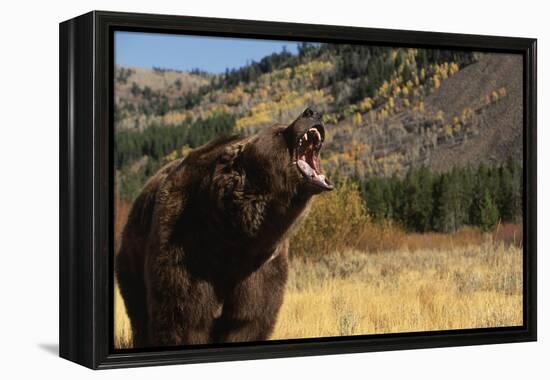 Grizzly Bear-DLILLC-Framed Premier Image Canvas