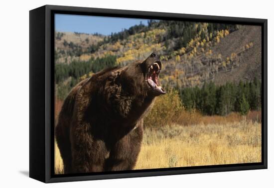 Grizzly Bear-DLILLC-Framed Premier Image Canvas