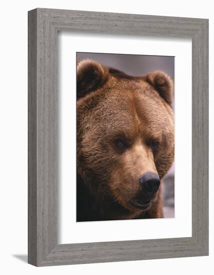 Grizzly Bear-DLILLC-Framed Photographic Print