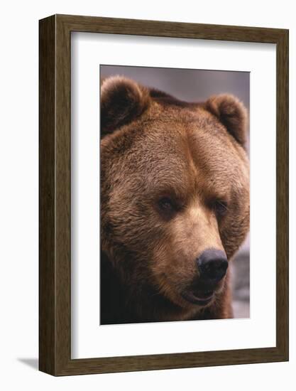 Grizzly Bear-DLILLC-Framed Photographic Print