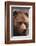 Grizzly Bear-DLILLC-Framed Photographic Print