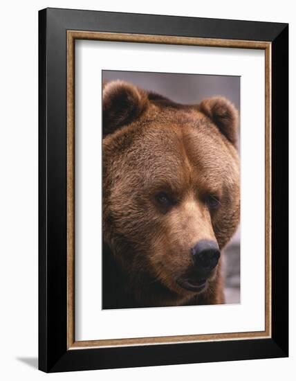 Grizzly Bear-DLILLC-Framed Photographic Print