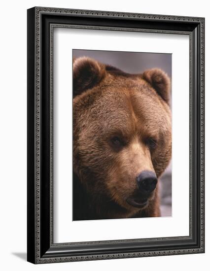 Grizzly Bear-DLILLC-Framed Photographic Print