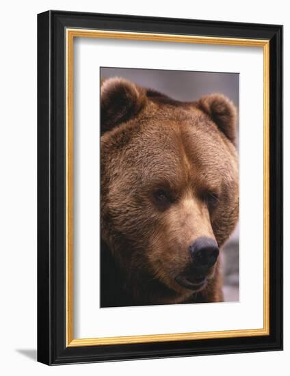 Grizzly Bear-DLILLC-Framed Photographic Print