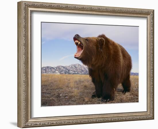 Grizzly Bear-DLILLC-Framed Photographic Print