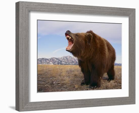 Grizzly Bear-DLILLC-Framed Photographic Print