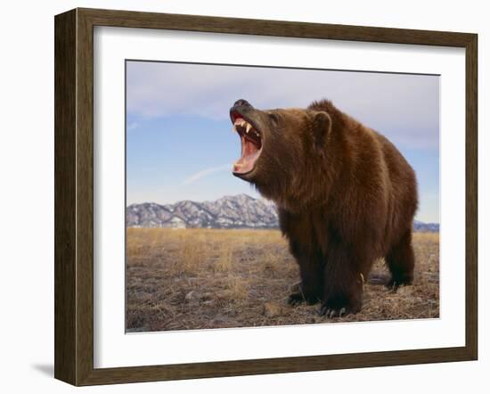 Grizzly Bear-DLILLC-Framed Photographic Print