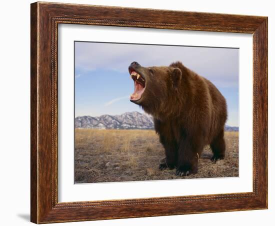 Grizzly Bear-DLILLC-Framed Photographic Print