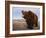 Grizzly Bear-DLILLC-Framed Photographic Print