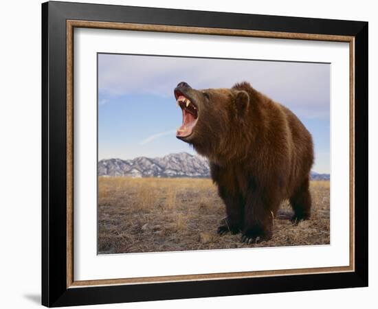 Grizzly Bear-DLILLC-Framed Photographic Print