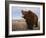 Grizzly Bear-DLILLC-Framed Photographic Print