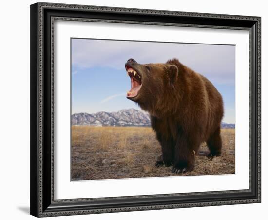 Grizzly Bear-DLILLC-Framed Photographic Print