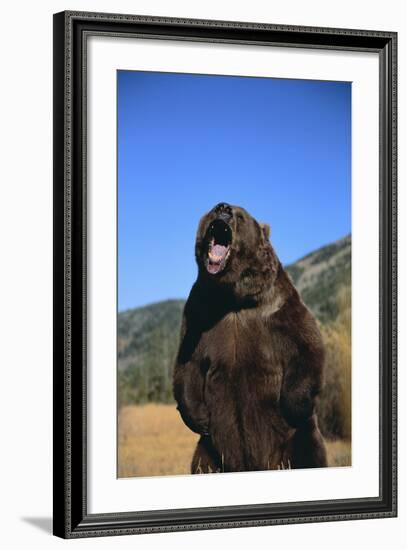 Grizzly Bear-DLILLC-Framed Photographic Print