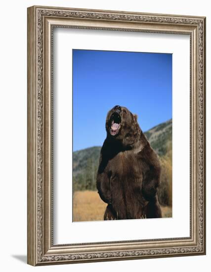 Grizzly Bear-DLILLC-Framed Photographic Print