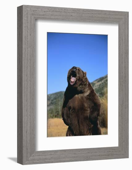 Grizzly Bear-DLILLC-Framed Photographic Print