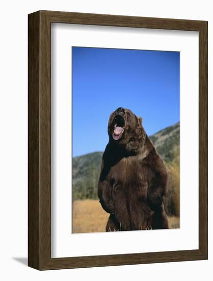 Grizzly Bear-DLILLC-Framed Photographic Print