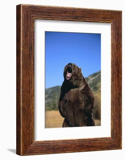 Grizzly Bear-DLILLC-Framed Photographic Print