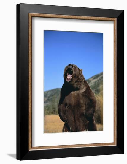 Grizzly Bear-DLILLC-Framed Photographic Print