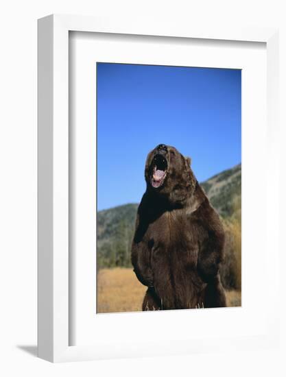 Grizzly Bear-DLILLC-Framed Photographic Print