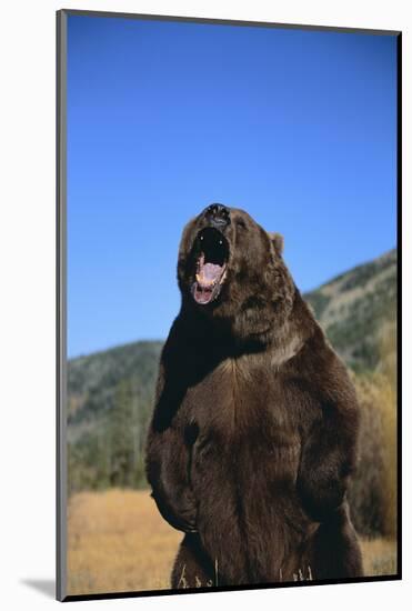 Grizzly Bear-DLILLC-Mounted Photographic Print