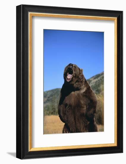 Grizzly Bear-DLILLC-Framed Photographic Print