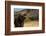 Grizzly Bear-DLILLC-Framed Photographic Print