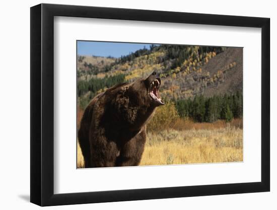 Grizzly Bear-DLILLC-Framed Photographic Print