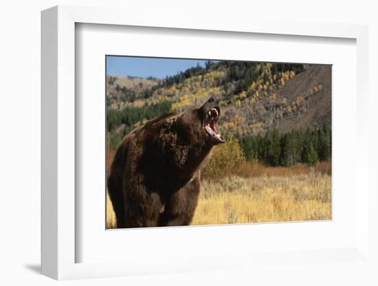 Grizzly Bear-DLILLC-Framed Photographic Print