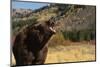 Grizzly Bear-DLILLC-Mounted Photographic Print