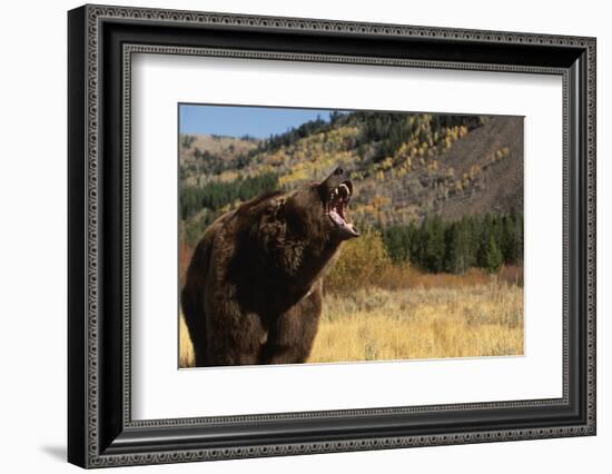 Grizzly Bear-DLILLC-Framed Photographic Print