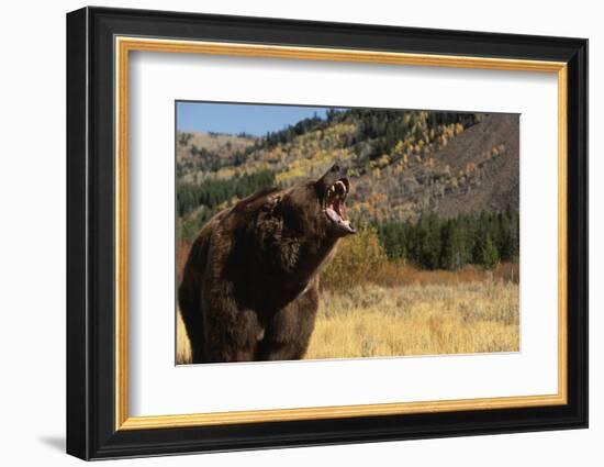 Grizzly Bear-DLILLC-Framed Photographic Print