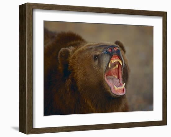 Grizzly Bear-DLILLC-Framed Photographic Print