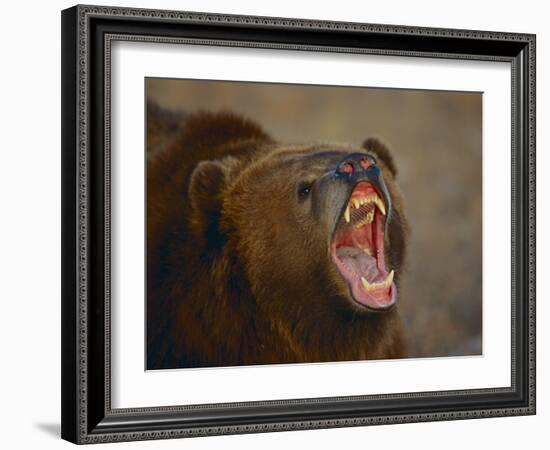 Grizzly Bear-DLILLC-Framed Photographic Print