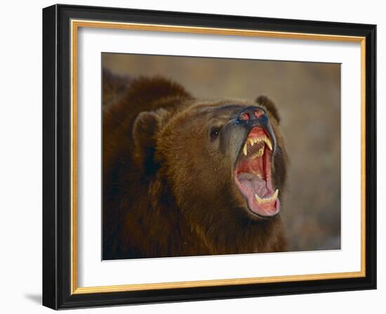 Grizzly Bear-DLILLC-Framed Photographic Print