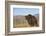 Grizzly Bear-DLILLC-Framed Photographic Print