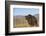 Grizzly Bear-DLILLC-Framed Photographic Print