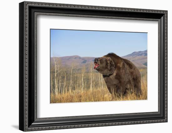 Grizzly Bear-DLILLC-Framed Photographic Print