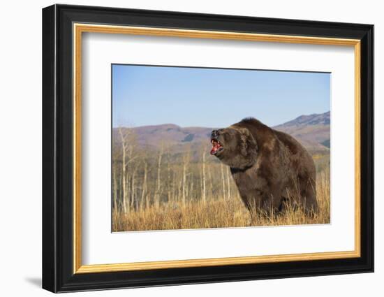 Grizzly Bear-DLILLC-Framed Photographic Print