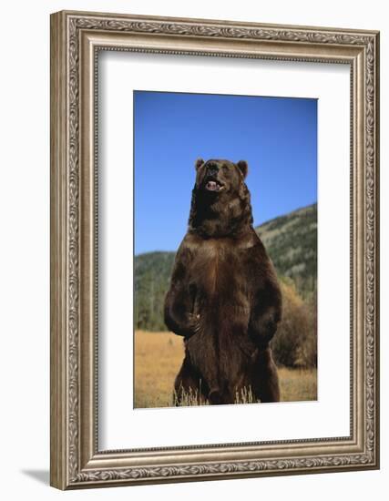 Grizzly Bear-DLILLC-Framed Photographic Print